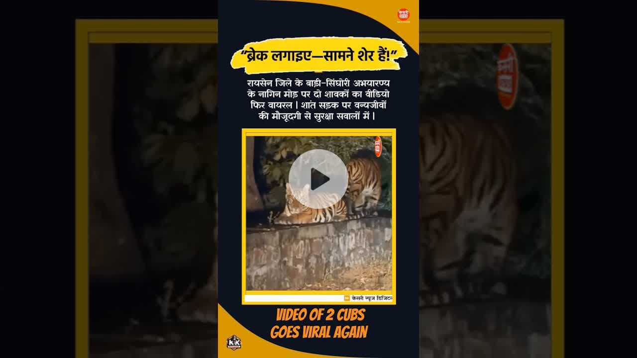 “ब्रेक लगाइए सामने शेर हैं” 2 शावकों का वीडियो फिर सोशल मीडिया पर वायरल | #kesrinews #tigar #kantara