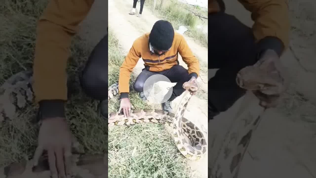 अमेठी में निकला विशालकाय अजगर #amethi #wildanimals #wildsnake