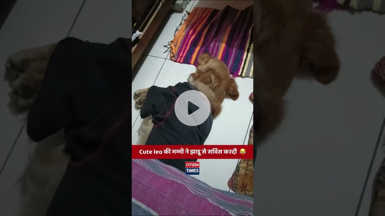 #citizentimes #cutedog #cutepuppy #cutepets