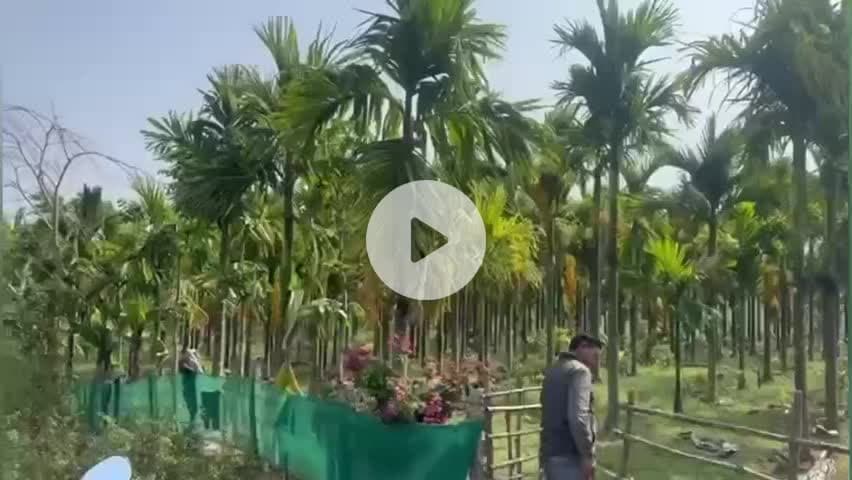 ಪಿರಿಯಾಪಟ್ಟಣ: ಬೈಲಕುಪ್ಪೆಯ ಟಿಬೆಟಿಯನ್ ರೈತನ ಅಡಿಕೆ ತೋಟದಲ್ಲಿ ಕಳ್ಳತನ