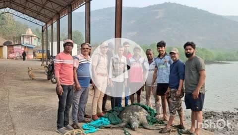 श्रीवर्धन: श्रीवर्धन येथील मौजे बागमांडला समुद्र किनाऱ्यांवर पहिल्यांदाच आढळले नर जातीचे ग्रीनसीटर्टल कासव