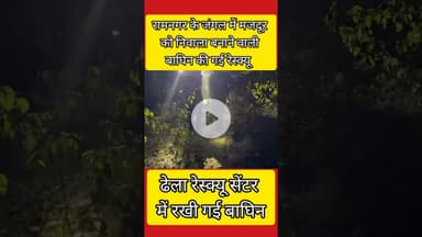 Ramnagar में Rescue की गई मजदूर को निवाला बनाने वाली बाघिन #corbett #ramnagar