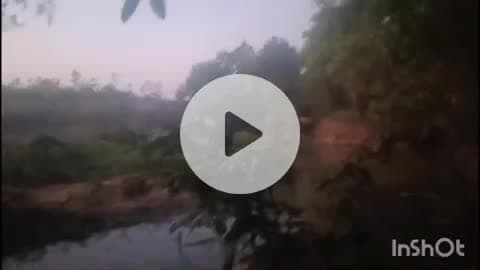କେନ୍ଦୁଝର ସଦର: କେନ୍ଦେଇପଶି ଓ ଜହ୍ନେଇପଶି ମଝିରେ ଥିବା ଶାଳ ଜଙ୍ଗଲରେ ପଚିଶ ଦଳିଆ ହାତୀପଲ