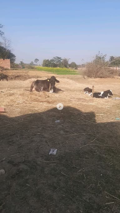 चोरेया गांव के किसान तबारक खान जिनका एक गाय ने एक साथ दो बच्चों को जन्म दिया।
