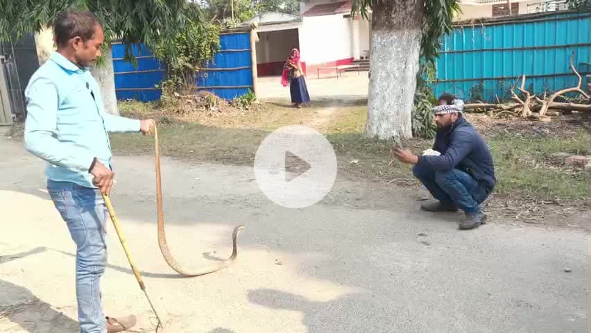 40 साल पुराना बहुत ही विशाल सांप 🐍 को कैसे पकड़ा।। #snake #snakenews #snakevideo #shortsfeed #shorts