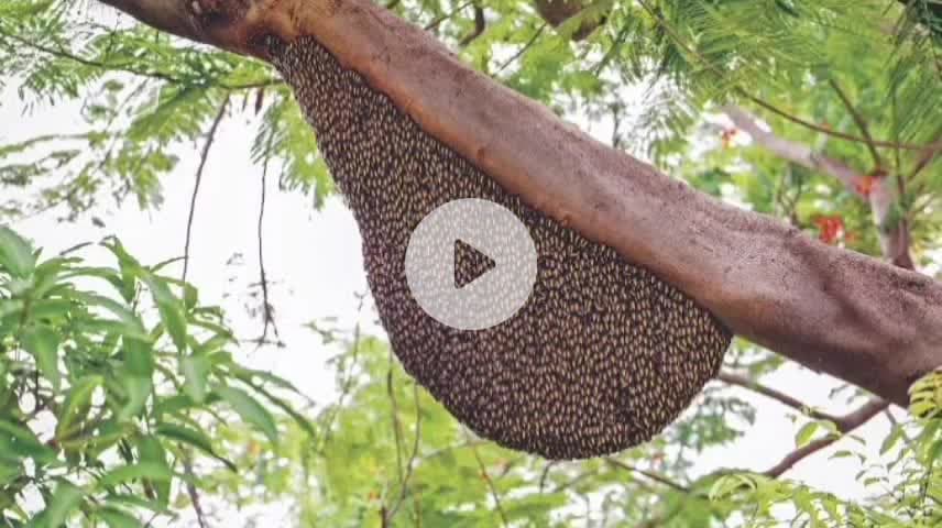 ಹೊನ್ನಾವರ: ಅನಿಲಗೋಡ ಹೊಳೆಬದಿಕೇರಿ ಗ್ರಾಮದಲ್ಲಿ ಜೇನುಹುಳು ದಾಳಿ :ವ್ಯಕ್ತಿ ಸಾವು