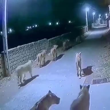 8 loin were seen walking in the street a village in Gujarat #gujrat #8loin #loin #newsvideo