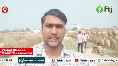 देवरिया में किसान एक साथ कर रहे खीरा और ककड़ी की खेती, कमा रहे दोगुना मुनाफा 

#cucumberFarming #kakdikikheti