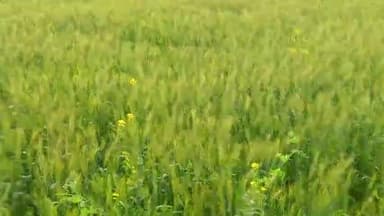 कप्तानगंज: #kushinagar_news #mahuawa khurd