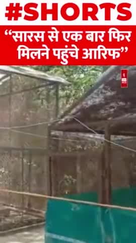 कानपुर चिड़ियाघर में #आरिफ की #सारस से मुलाकात #kanpur #zoo #aarifkadostsaras #viral #shorts
