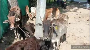 जमई: ग्राम नजरपुर में आवारा मवेशियों से परेशान ग्रामीणों ने सीएम हेल्पलाइन में शिकायत के बाद मवेशियों को पहुंचाया गौशाला