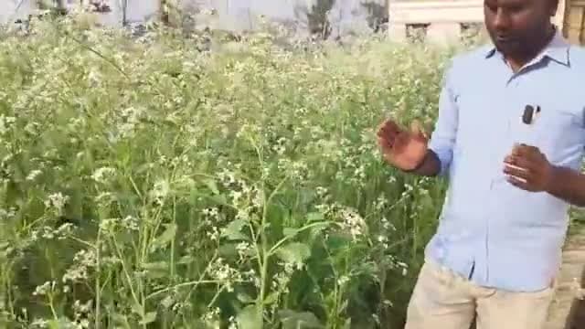 Radish seed production: मूली की फसल से बीज उत्पादन लेने का तरीका और इसके फायदे

#radishfarming #farming #agriculture