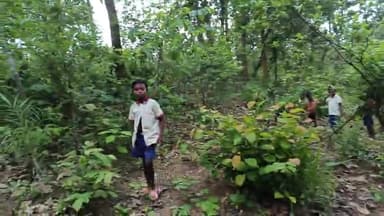 jangal me batalin village kauwadanr me