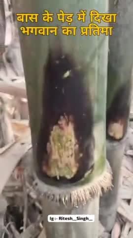 #patoryपटोरी थाना क्षेत्र के हसनपुर सूरत तारा गांव में आज सुबह एक ऐसा दृश्य को देख कर गांव के लोग रह गए हैरान रितेश नाम