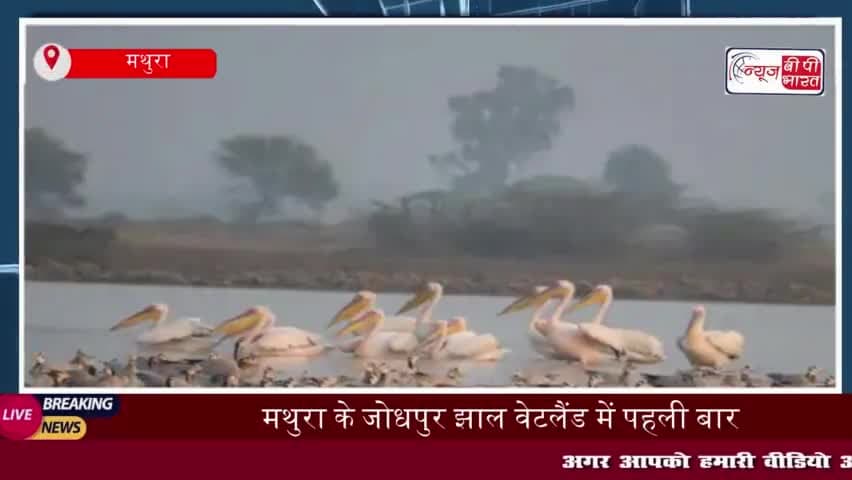 जोधपुर झाल वेटलैंड में विदेशी पक्षियों का आकर्षण, 6,000 किमी से आए रोजी पेलिकन
#जोधपुर #झाल #वेटलैंड #विदेशी #पक्षियों