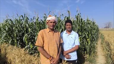 बेगूसराय बिहार से जा रहा हे मक्का अनुसन्धान केंद्र कर्नाटक समझे बेगूसराय बाला 
@priyankagandhi 
#क़ृषि
