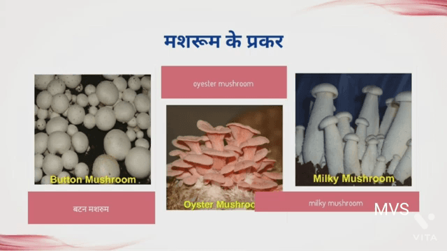 mushroom #farm #training #trend #faridabad #india #indian #delhi #news #gorakhpur #gola #ballabhgarh #palwal #mau #