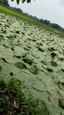 मखाना की खेती हमारे बिहार में सबसे बड़ी संख्या में लोग कर ते है 
#@