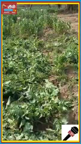 Palamu Police Action 2026 | Forest Land पर 03 Acre अ*फीम की खेती नष्ट | Panki Ra*id

#PalamuPolice #Panki #DrugFree