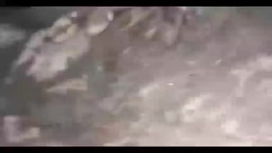 मण्डरायल: जिले में बारिश के दौरान सांकरा गांव में बिजली गिरने से 1 भैंस और 6 बकरियों की हुई मौत