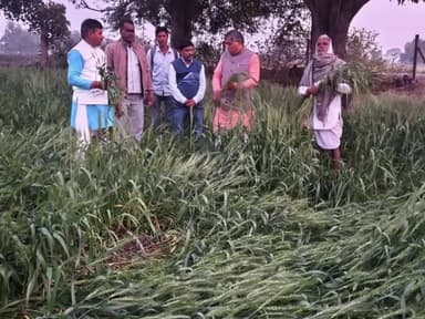 गांव झुटावद में भाजपा नेताओं ने बारिश और ओलावृष्टि से खराब हुई फसलों का निरीक्षण किया