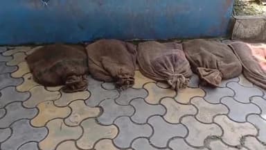 বাদুড়িয়া: রাখাল গাছি থেকে ১১৮টি কচ্ছপ উদ্ধাদের পাশাপাশি পাচারকারীকে গ্রেফতার করে বসিরহাট আদালতে পাঠালো বাদুড়িয়া থানার পুলিশ