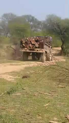 गांव चरेल में देसी हरे भरे बम्बुल की कटाई की जा रही हैं तो क्या यह किसी कि परमिशन से काट रहे है या अवैध कटाई की जा रही ह