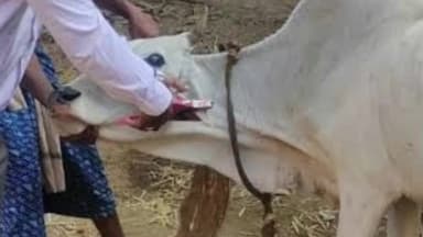 शाम्हो अकहा कुरहा: शाम्भो में डेयरी विभाग द्वारा राष्ट्रीय पशु रोग नियंत्रण कार्यक्रम के तहत एफएमडी टीकाकरण अभियान