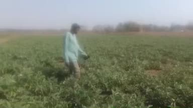 तांतनगर: तांतनगर के शिबू सिरका ने सिंचाई से बागवानी कर सालाना एक लाख से अधिक की कमाई कर मिसाल कायम की