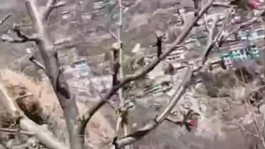 टापरी: ज़िले के निचले क्षेत्रों में अचानक सेब के पेड़ों में पिंक बड़ और फ्लावरिंग आने लगे, ठीक नहीं संकेत