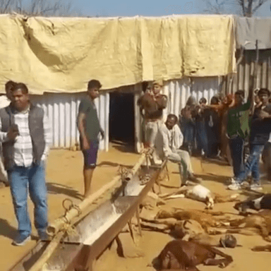 मालाखेड़ा: मोरेड़ा गांव में बिजली का तार बाड़े में टूटने से 50 बकरियों की हुई मौत, पशुपालक को लाखों रुपए का हुआ नुकसान