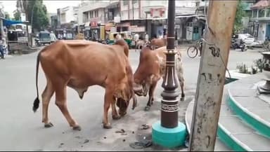 લીંબડી: લીંબડી શહેર માં રખડતા પશુઓ નો ત્રાસ સાથો સાથ એસટી ડેપો રોડ પર કુતરા નો ત્રાસ વધ્યો 3 દિવસ મા 15 લોકો ને કરડ્યુ