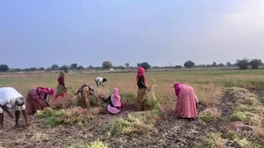 रोहट: चोटिला गांव में रिमझिम बरसात के कारण यूपी और बिहार से आए मजदूरों की मजदूरी बढ़ाई गई है