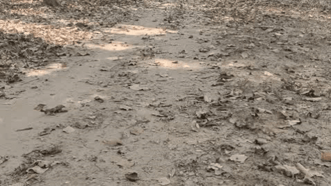 मानपुर: ग्रामीण सड़कों के लिए बजट मंजूर, महामन से मैरी और धमोखर से पठारी तक बनेगी सड़क