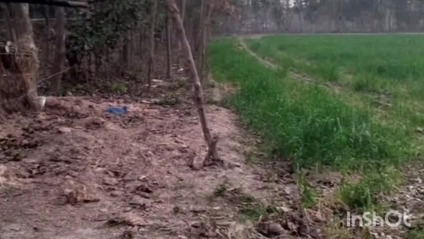 छातापुर: छातापुर के घीवहा में सांड के पटकने से वृद्ध की मौत, परिजनों में कोहराम