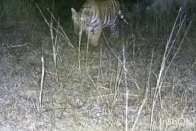 कन्नौद: कन्नौद के खिवनी अभ्यारण में नन्हे मेहमानों की दहाड़, बाघिन मीरा और बाघ युवराज का कुनबा बढ़ा