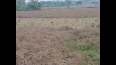 बौंली: बौंली मित्रपुरा में मंगलवार सुबह तेज गरज और हवा के साथ बारिश, कटी सरसों को हुआ नुकसान