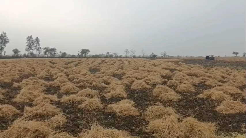 लटेरी: मौसम बदला, बूंदाबांदी से बढ़ी ठिठुरन, कटी फसलों पर संकट