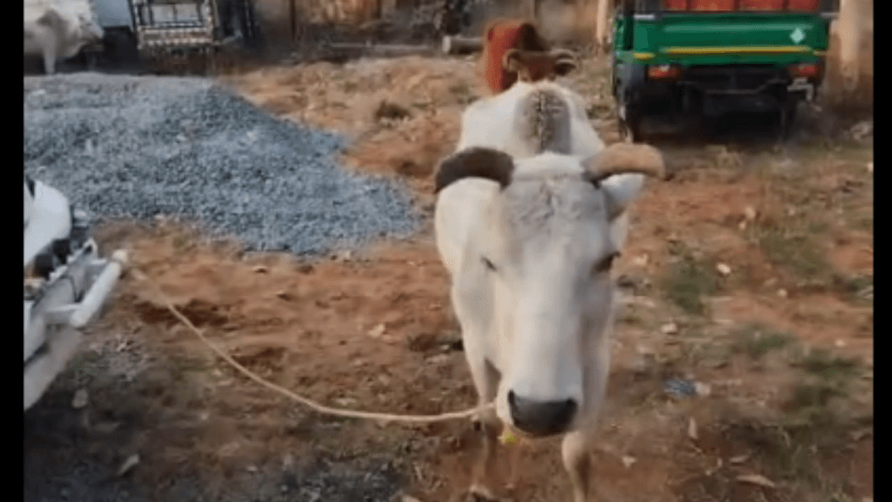रंका: रंका NH-343 पर गोवंश तस्करी की कोशिश नाकाम, सात मवेशियों के साथ पिकअप जब्त