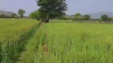 पीसांगन: भीमपुरा गांव में खेत में छिपा पैंथर, 14 वर्षीय फरहान पर झपट्टा, गांव में मची अफरा-तफरी, ग्रामीण दहशत में