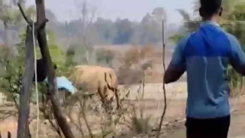 बानो: बानो क्षेत्र में जंगली हाथियों का आतंक, ग्रामीणों ने अकेले हाथी को रनिया जंगल की ओर खदेड़ा