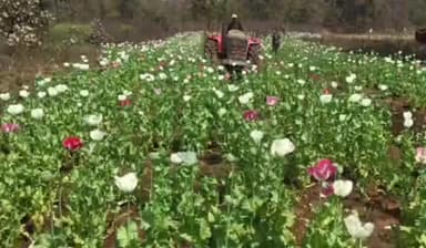 नवा बाज़ार: तुलबुला में दो एकड़ अफीम की फसल पुलिस ने ट्रैक्टर से नष्ट की