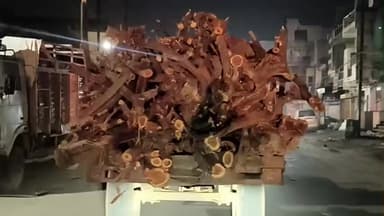 जौरा: जौरा थाना पुलिस ने एमएस रोड पर अवैध लकड़ी से भरी ट्रैक्टर ट्राली पकड़ी