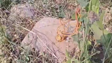 కాగజ్​నగర్: కాగజ్నగర్ పట్టణంలోని ఆలయంలో చోరీ, దొంగలను గుర్తించే ప్రయత్నంలో పోలీసులు