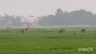 एकमा: एकमा प्रखंड में नीलगायों का आतंक, किसान परेशान