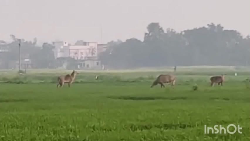 एकमा: एकमा प्रखंड में नीलगायों का आतंक, किसान परेशान