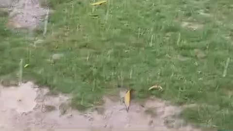 सरमथुरा धौलपुर राजस्थान समाचार नेशन तहसील रिपोर्टर सरमथुरा आज का मौसम तूफान ओले संभावना ज्यादा है फसलों नुकसान है