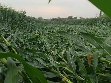 कल के बारिश में कहीं किसानों का मक्का छती हुआ