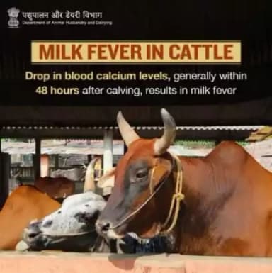 🐂 | Prevent #MilkFever by limiting the daily #calcium intake to less than 100g/cow during the dry period.

#AnimalHealth #AnimalWealth #CattleCare