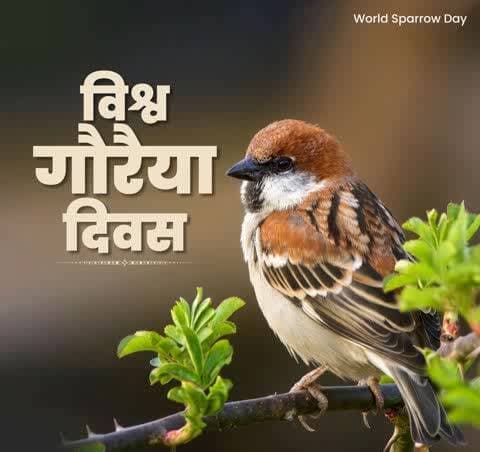 "विश्व गौरैया दिवस"
हम सबके घर-आंगन में चहकने व फुदकने वाली प्यारी गौरैया का अस्तित्व संकट में है।
आइए, #WorldSparrowDay पर हम सब अत्यंत प्यारी और नन्ही चिड़िया के संरक्षण का संकल्प लें ताकि आने वाली पीढ़ियां भी इसकी चहचहाट सुन सके।